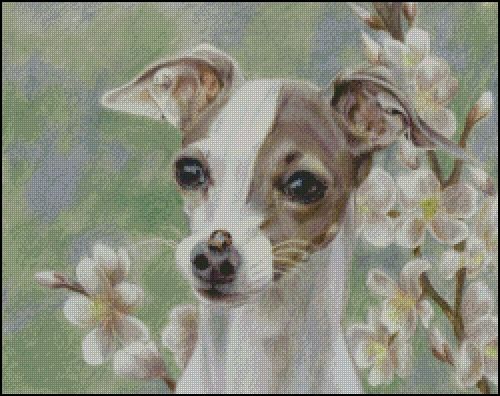 (image for) Trixie